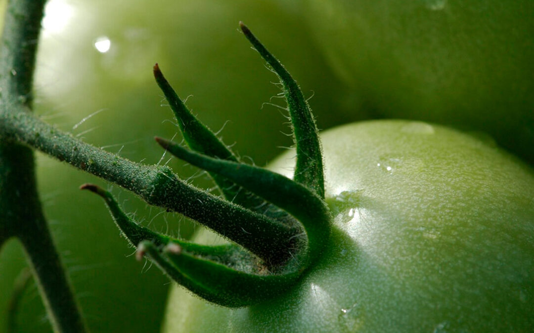 Exigen que la relación comercial con los productos hortícolas del Sáhara Occidental se trate con el pueblo saharaui y no con Marruecos