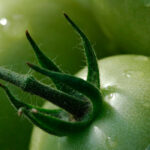 Exigen que la relación comercial con los productos hortícolas del Sáhara Occidental se trate con el pueblo saharaui y no con Marruecos