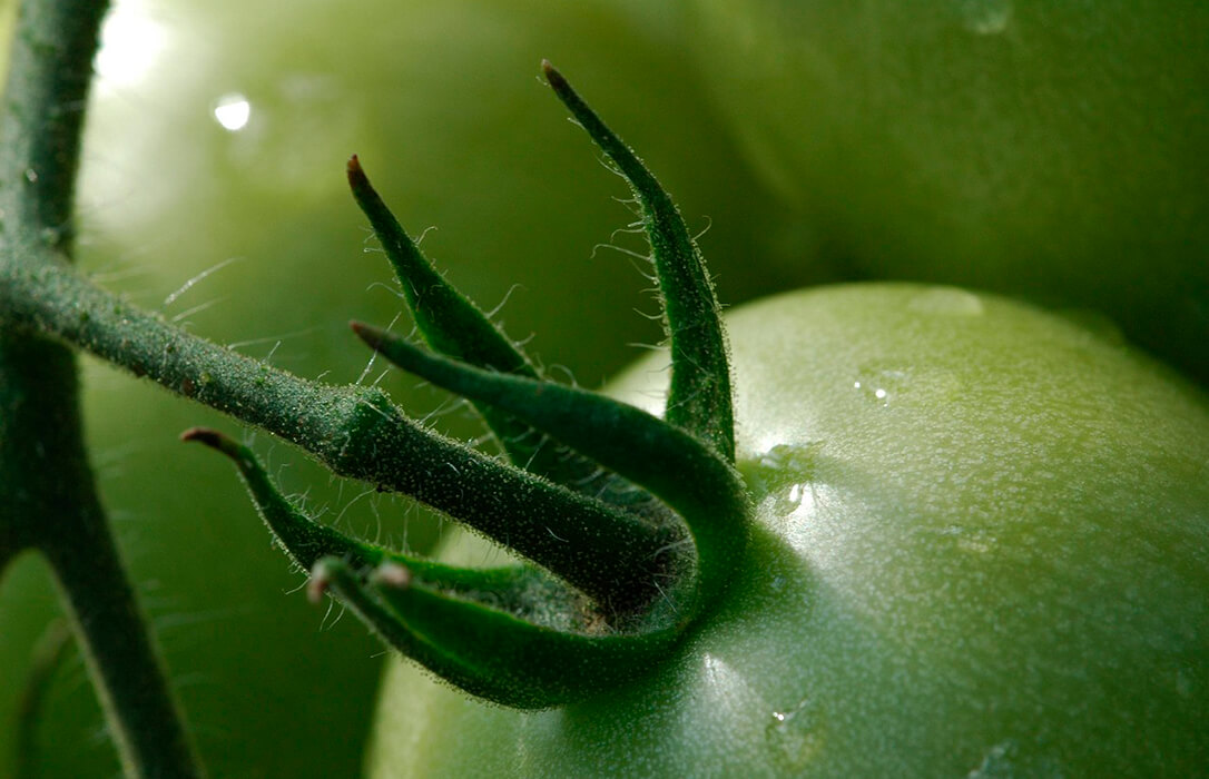 Exigen que la relación comercial con los productos hortícolas del Sáhara Occidental se trate con el pueblo saharaui y no con Marruecos