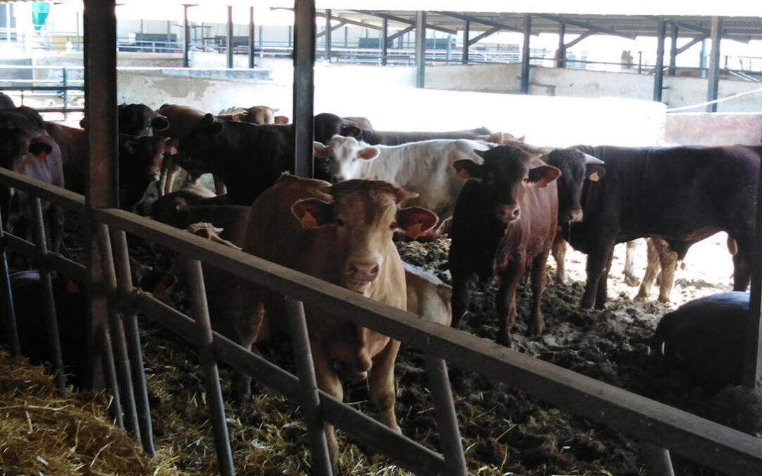 Provacuno desarrolla una app gratuita que permite categorizar las granjas y sus estiércoles a partir de información sobre la gestión de los mismos