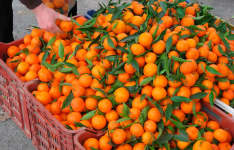 Proponen a la Comisión Europea un arancel del 15% para las mandarinas y pequeños cítricos de Sudáfrica ante la competencia creciente