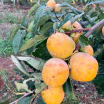 Estiman que la inesperada tormenta de granizo del pasado lunes ha dañado unas 5.000 toneladas de caquis en la C. Valenciana