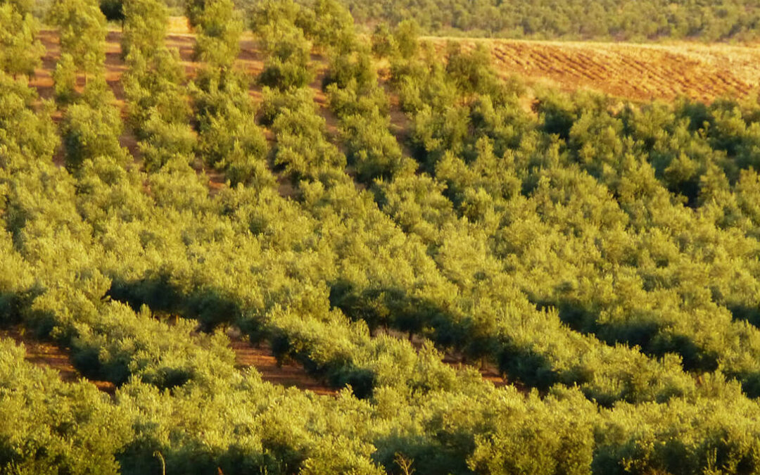 Reclaman que se agilicen los pagos de las ayudas del Gobierno a la viña y el olivar y que estas lleguen a todos los agricultores