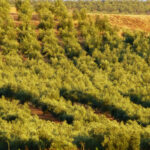 They demand that government payments to vineyards and olive groves be expedited and that these payments reach all farmers.