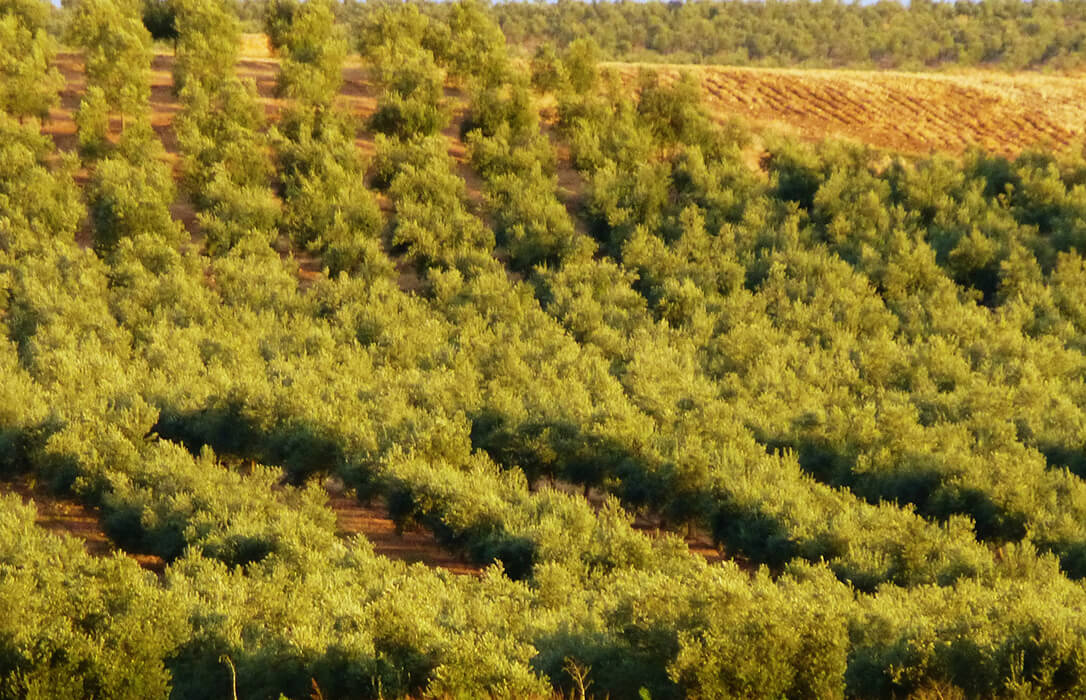 Reclaman que se agilicen los pagos de las del Gobierno a la viña y el olivar y que estas lleguen a todos los agricultores