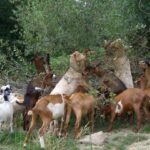 La Junta andaluza cede y acepta una antigua reivindicación para la ganadería extensiva y una medida decisiva contra el fuego: bonificación en el aprovechamiento de pastos