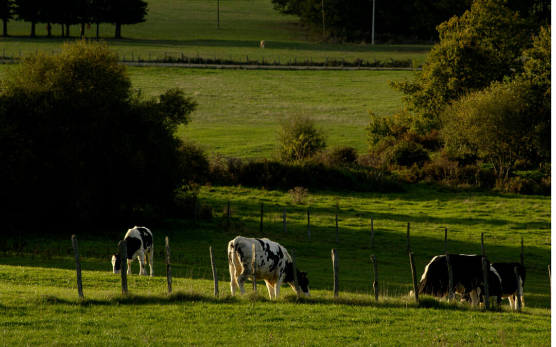 Euskadi cierra su calendario de pagos de la PAC, que comenzará el 17 de noviembre antes que ninguna otra anualidad