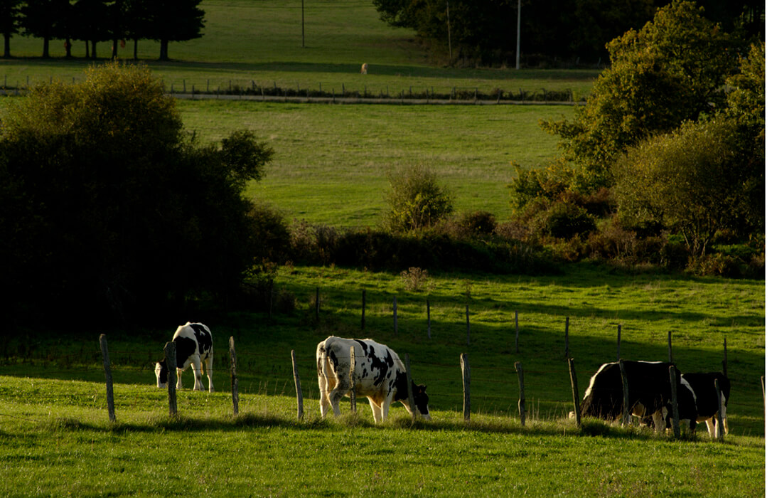 Euskadi cierra su calendario de pagos de la PAC, que comenzará el 17 de noviembre antes que ninguna otra anualidad