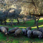 Cooperativas Agro-alimentarias de España exige una revisión integral de la norma de calidad del ibérico porque «no refleja la realidad del sector»