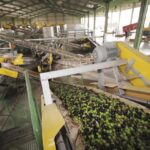The olive oil harvesting season begins in the province of Córdoba after rains that “are positive, but have come late”