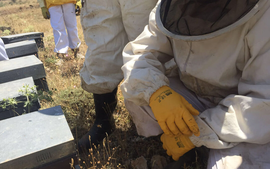 Alertan de una caída productiva del 70% en el sector apícola de Castilla y León, que además no evita un desplome del precio de la miel