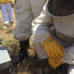 Alertan de una caída productiva del 70% en el sector apícola de Castilla y León, que además no evita un desplome del precio de la miel