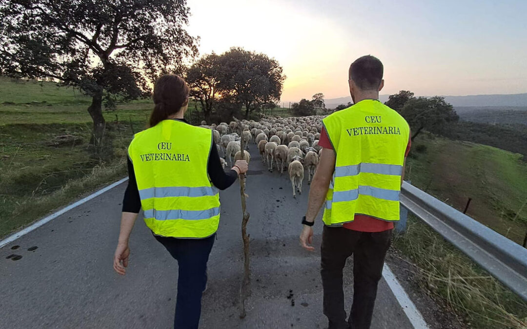 Incentivan la trashumancia a pie entre los pastores jóvenes con el uso de collares con GPS para las ovejas