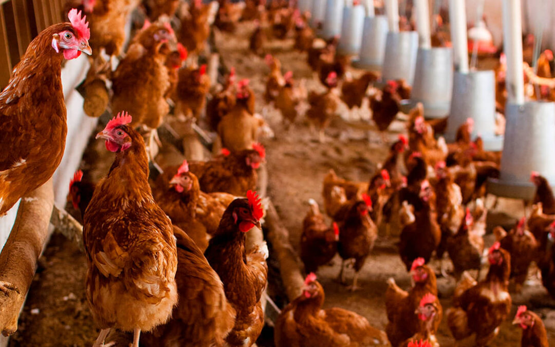 El Gobierno da un paso más y confina todas las explotaciones de aves de corral al aire libre de todo el país por gripe aviar