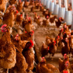 El Gobierno da un paso más y confina todas las explotaciones de aves de corral al aire libre de todo el país por gripe aviar