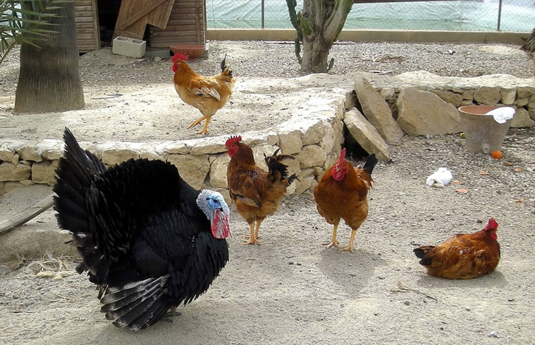 Unos 1.200 municipios de media España se verá afectados desde este lunes 10 por la orden de confinamiento de aves de corral por gripe aviar