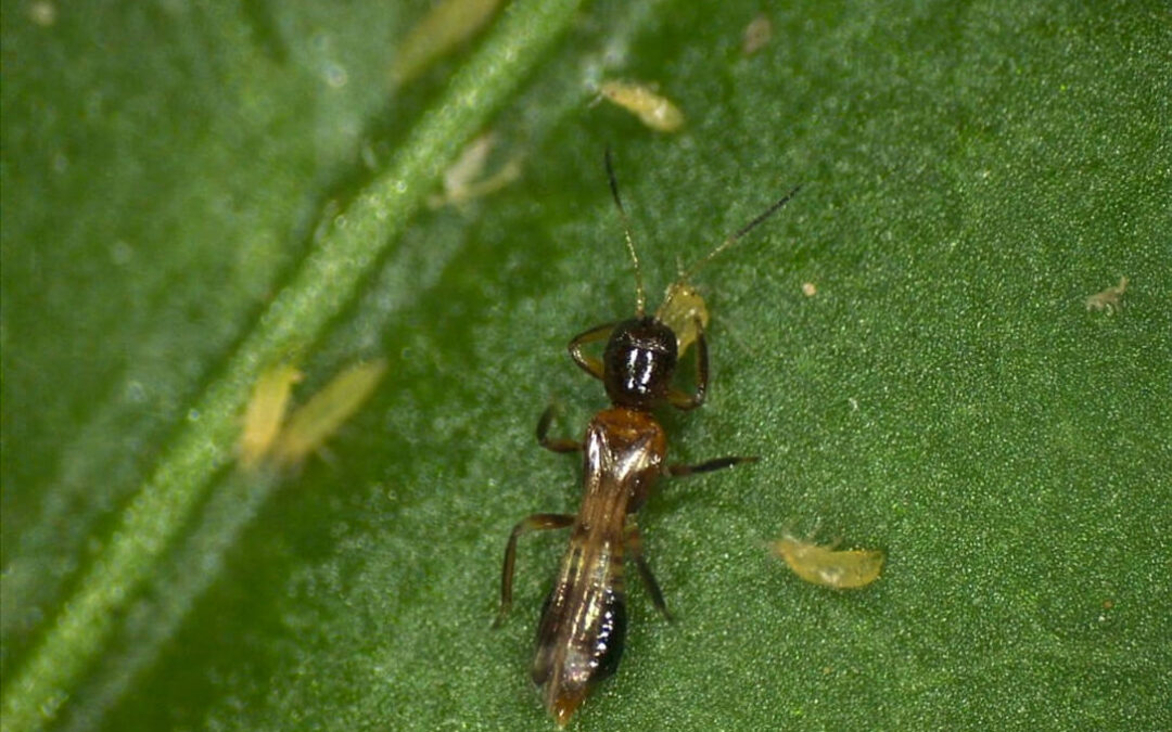 Probado con éxito el control biológico frente a Thrips parvispinus en invernaderos experimentales de Almería