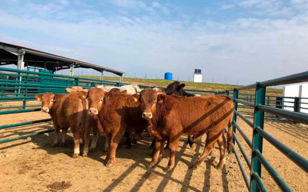 La cotización del bovino de carne lleva plana más de un mes debido a las medidas contra la dermatosis nodular contagiosa