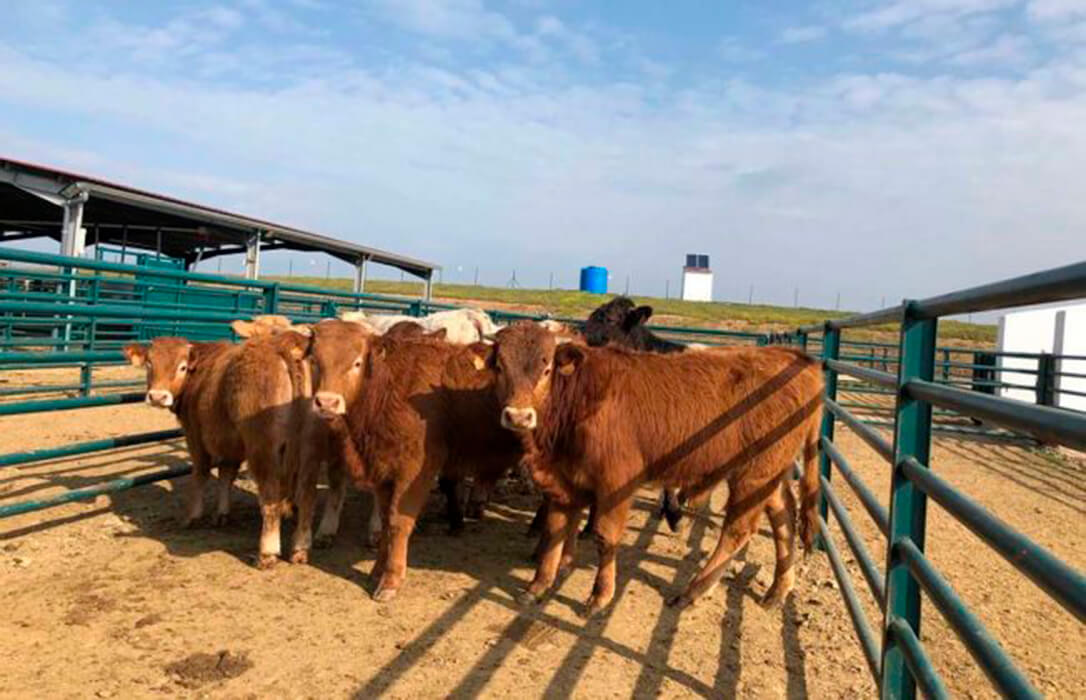 La cotización del bovino de carne lleva plana más de un mes debido a las medidas contra la dermatosis nodular contagiosa