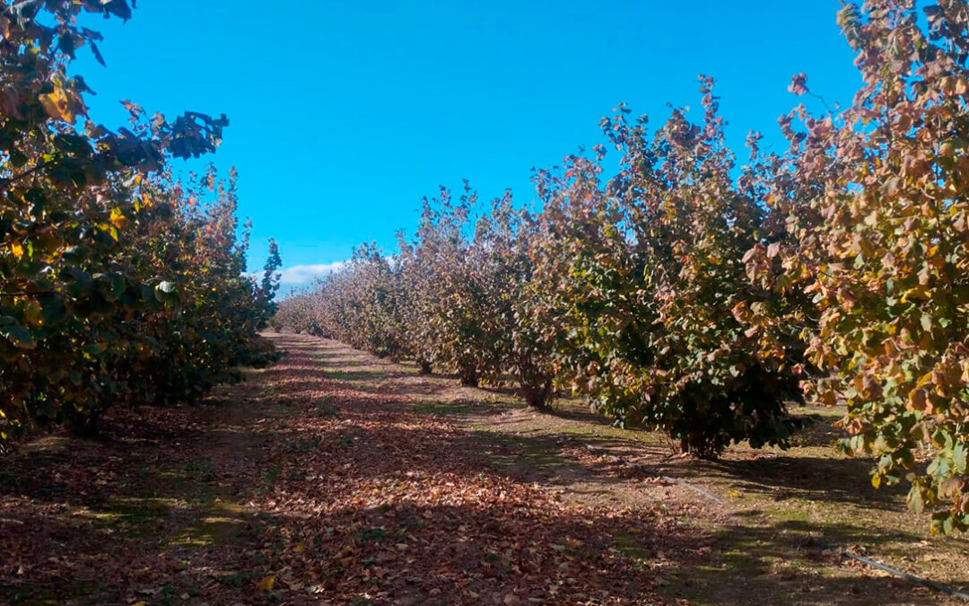 Denuncian la crisis que sufren los agricultores de avellana tras las peores campañas de la historia y el abandono de las Administraciones