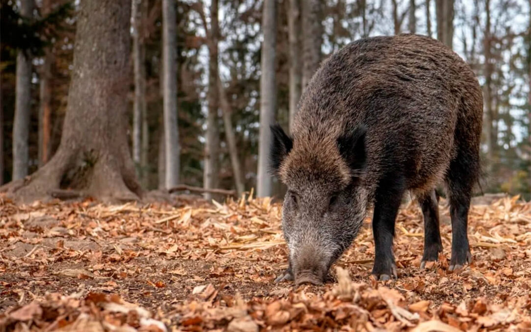 Alarma total por las consecuencias de la peste porcina: Cuatro nuevos casos en jabalíes, un terció de la exportación porcina bloqueado y temor en todo el sector