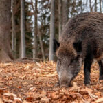Alarma total por las consecuencias de la peste porcina: Cuatro nuevos casos en jabalíes, un terció de la exportación porcina bloqueado y temor en todo el sector