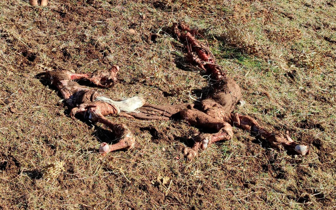 Cuatro terneros muertos tras varios ataques de buitres en Salamanca: denuncian que ya atacan directamente a animales sanos