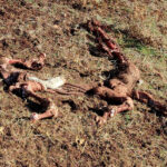 Four calves killed after several vulture attacks in Salamanca: reports indicate they are now directly attacking healthy animals.