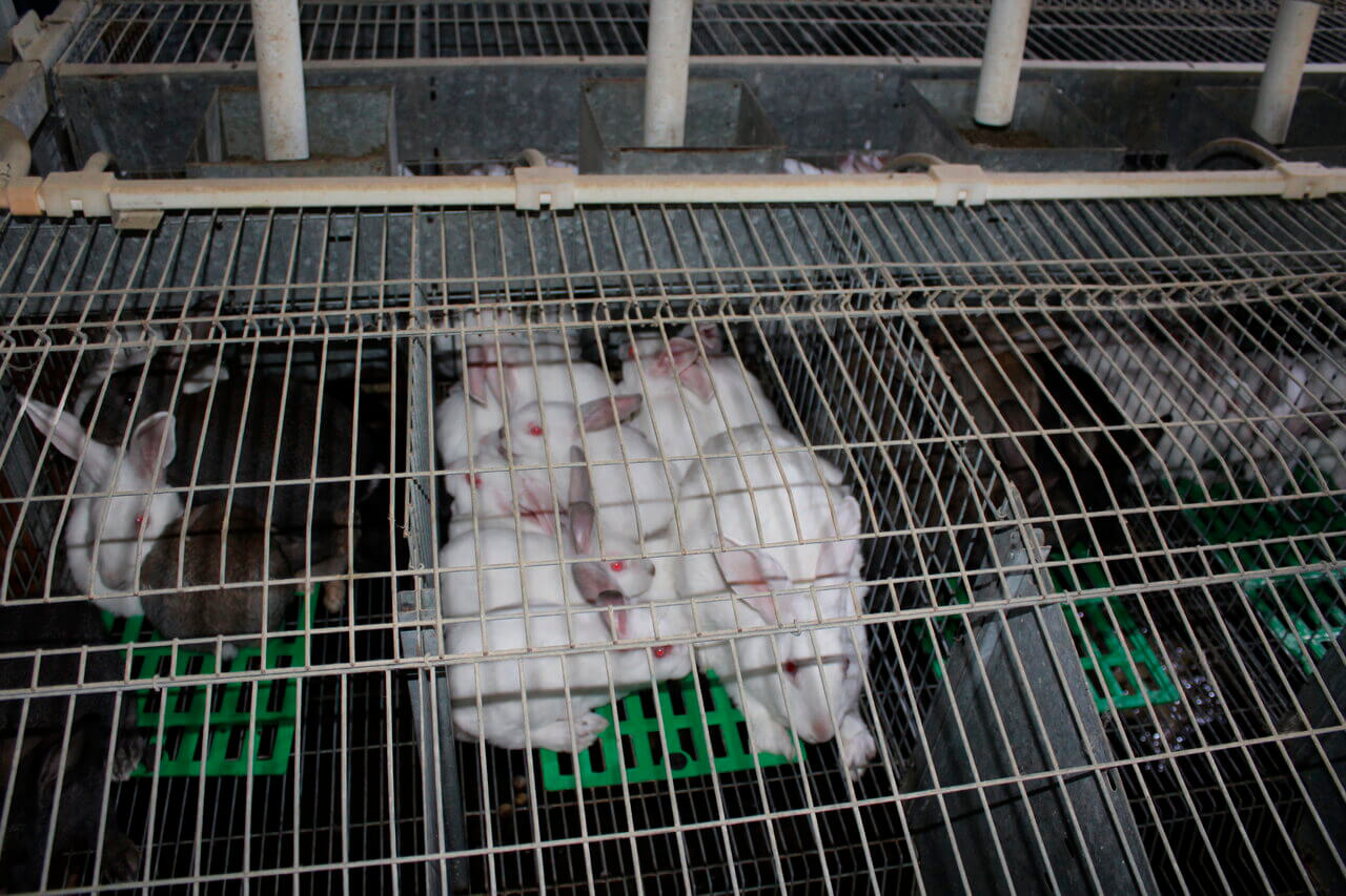 Denuncian que la Conselleria de Agricultura ha eliminado las ayudas de este año para el sector cunícola de la Comunitat Valenciana