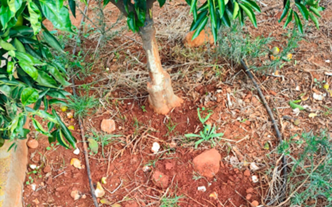Si no es una cosa, es otra: denuncian la proliferación de jabalíes en la comarca de la Plana Baixa con graves destrozos en los campos de cítricos