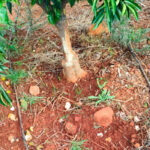 Si ce n'est pas une chose, c'en est une autre : on signale une prolifération de sangliers dans la région de Plana Baixa, causant de graves dégâts aux vergers d'agrumes.