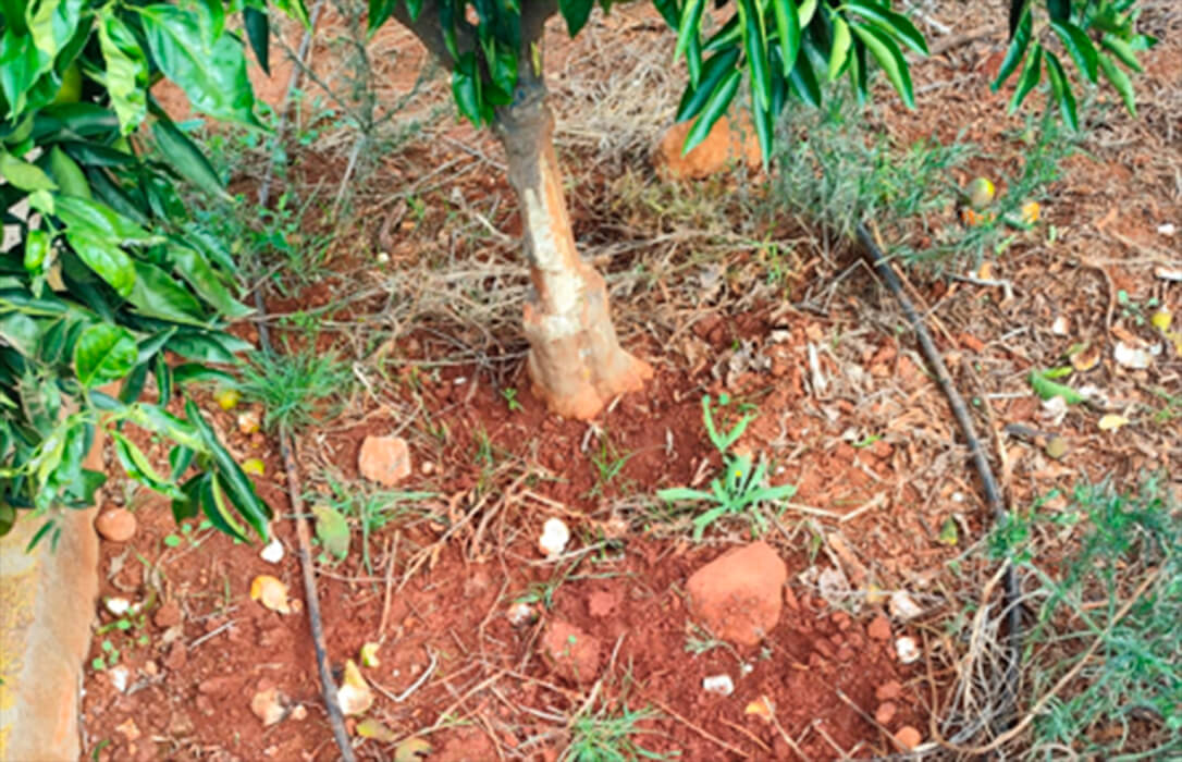 Si no es una cosa, es otra: denuncian la proliferación de jabalíes en la comarca de la Plana Baixa con graves destrozos en los campos de cítricos