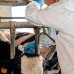 Dermatosis Nodular Contagiosa: cuando prima el criterio técnico de los veterinarios en la gestión de la enfermedad