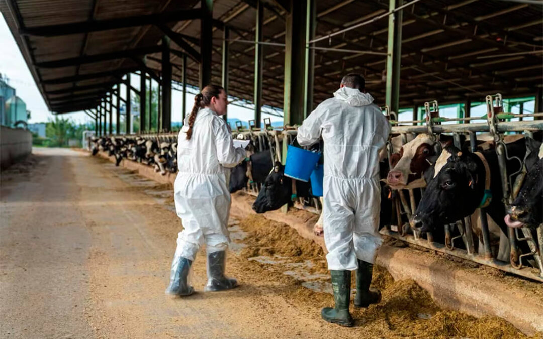 Planas rechaza el cierre de frontera con Francia por la dermatosis porque «no está justificado legalmente» y adquiere un millón de vacunas