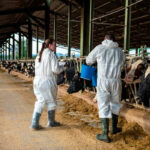 Planas rejects the border closure with France due to the dermatosis because "it is not legally justified" and acquires one million vaccines