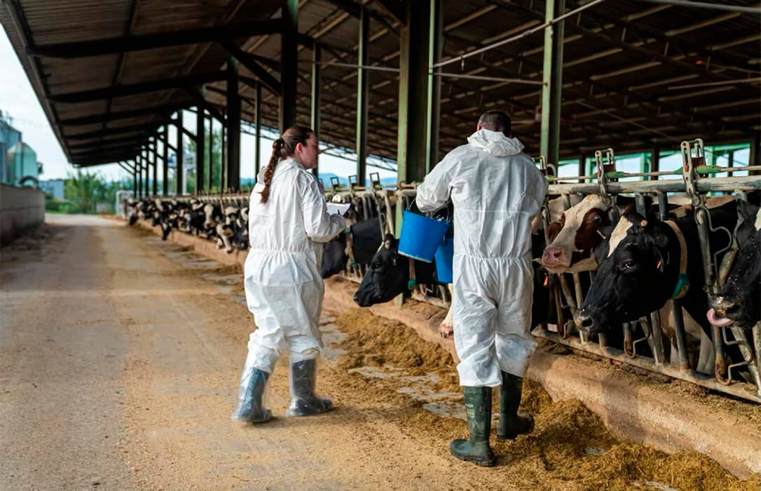 Planas rechaza el cierre de frontera con Francia por la dermatosis porque «no está justificado legalmente» y adquiere un millón de vacunas