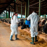 Tras un mes sin nuevos casos en España, nuevas voces instan a rebajar restricciones e insiste en la vacunación frente a la dermatosis bovina