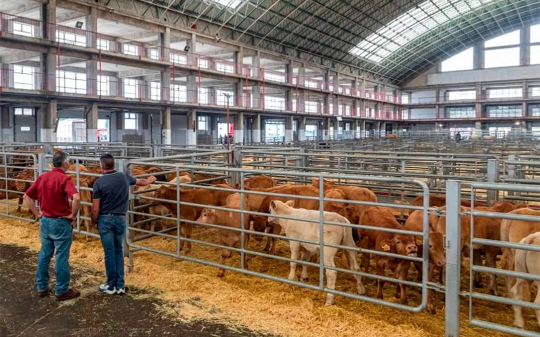 Los ganaderos se ponen nerviosos: Precaución ante la dermatosis, sí; pero piden flexibilidad en las medidas «cuando sea posible»