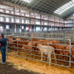 Los ganaderos se ponen nerviosos: Precaución ante la dermatosis, sí; pero piden flexibilidad en las medidas «cuando sea posible»