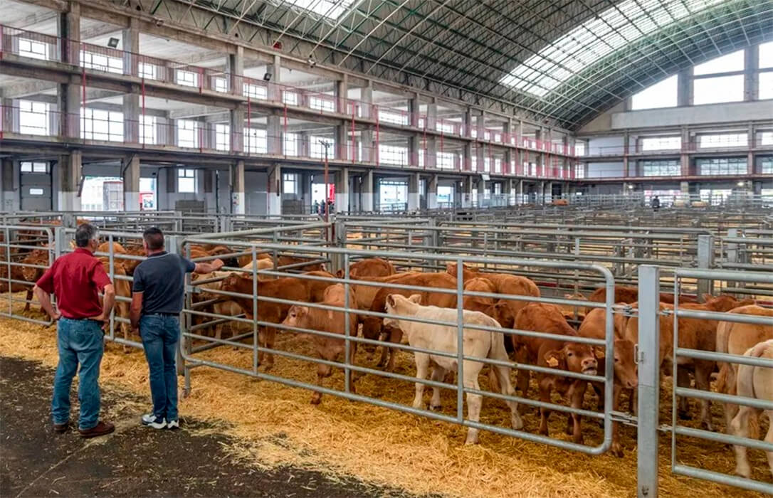 Los ganaderos se ponen nerviosos: Precaución ante la dermatosis, sí; pero piden flexibilidad en las medidas «cuando sea posible»