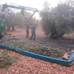 Prevén un descenso de cosecha del 15% en la aceituna en Ciudad Real por la sequía pero volvería a ser la provincia con más producción de CLM