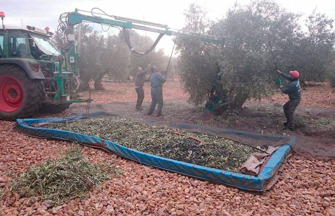 Prevén un descenso de cosecha del 15% en la aceituna en Ciudad Real por la sequía pero volvería a ser la provincia con más producción de CLM