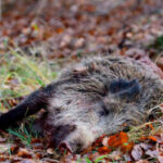 La que faltaba: confirmados los 2 primeros casos de peste porcina africana en España desde 1994 en dos jabalíes silvestres en Barcelona