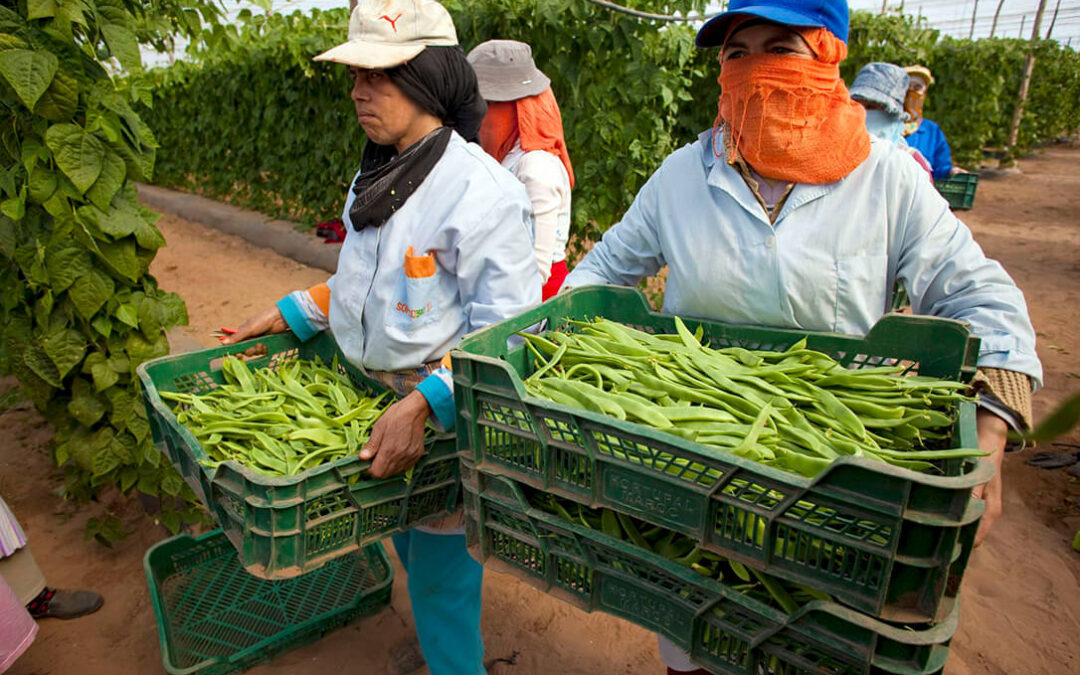 Clamor unánime de todo el campo español contra la decisión de la CE de revisar el Acuerdo de Asociación UE–Marruecos y su etiquetado de origen