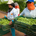 Clamor unánime de todo el campo español contra la decisión de la CE de revisar el Acuerdo de Asociación UE–Marruecos y su etiquetado de origen