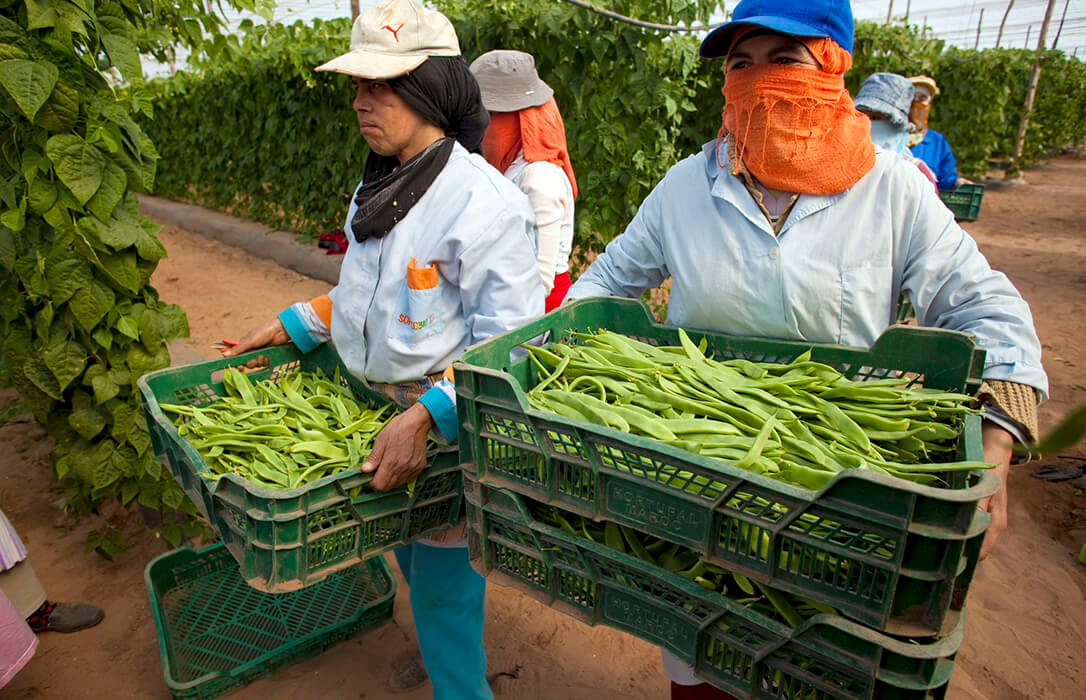 Clamor unánime de todo el campo español contra la decisión de la CE de revisar el Acuerdo de Asociación UE–Marruecos y su etiquetado de origen