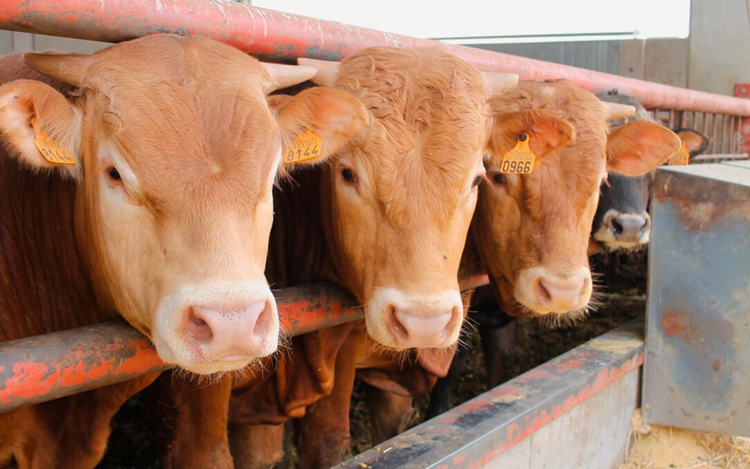 Castilla y León se reunirá con todo el sector para estudiar nuevas medidas por la dermatosis nodular del ganado
