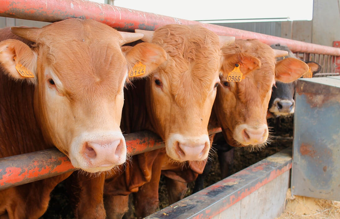 Castilla y León se reunirá con todo el sector para estudiar nuevas medidas por la dermatosis nodular del ganado