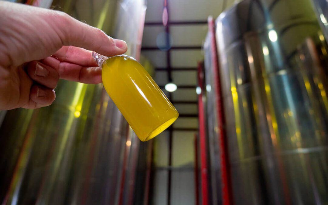 Un estudio revela la necesidad de optimizar el análisis organoléptico en aceites de oliva, para mejorar la fiabilidad del sistema y ahorrar dinero