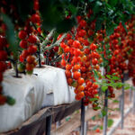 Etiquetado Sáhara: Indignación del campo con el Parlamento Europeo y el respaldo a Marruecos de eurodiputados «en contra de la agricultura española»